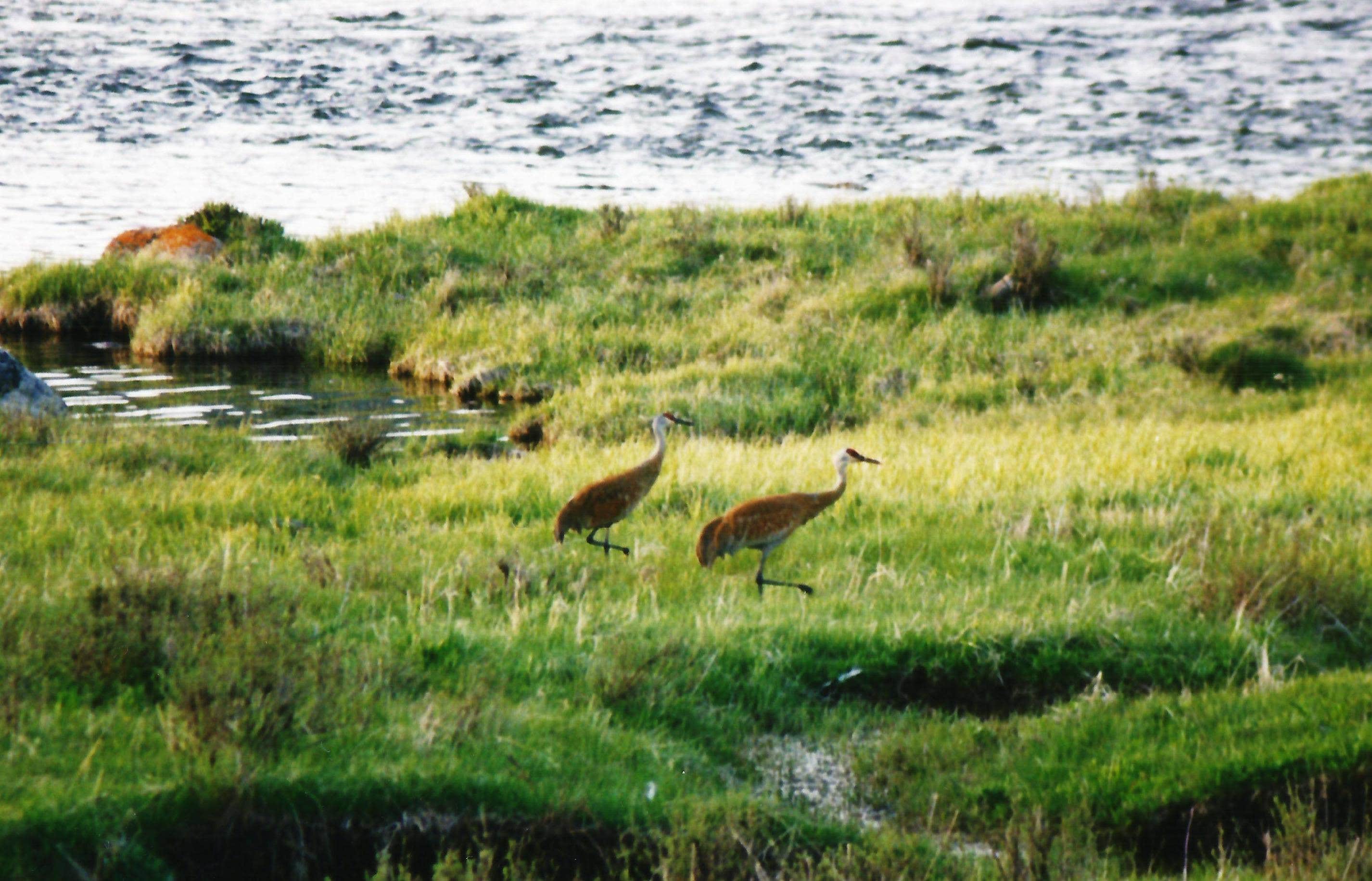 Sandhill Cranes along Green River