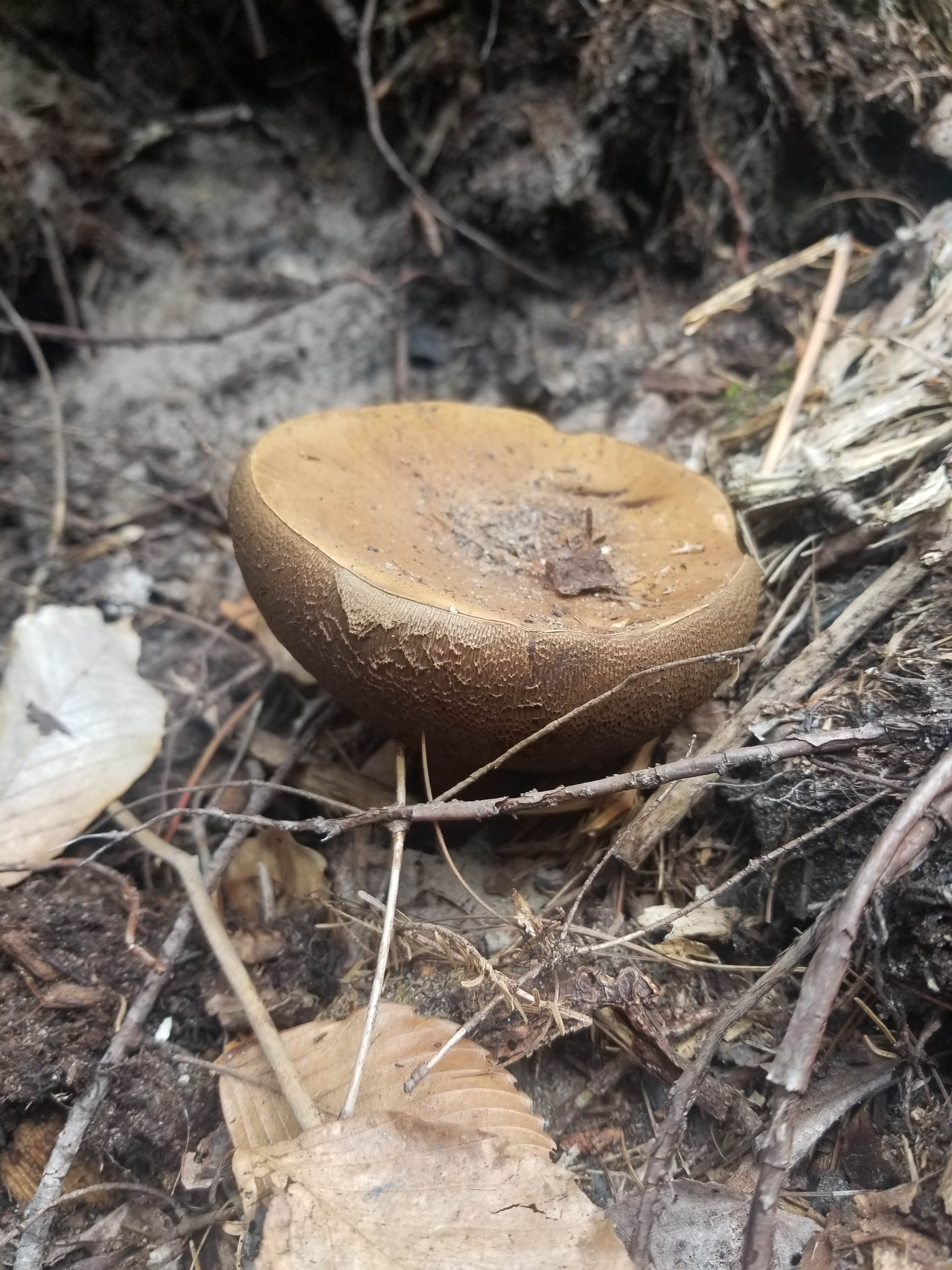 Camper-submitted photo at JoeIda Campground near Pictured Rocks National Lakeshore