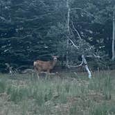 Review photo of Dixie National Forest Te-ah Campground by Marisa P., August 19, 2020