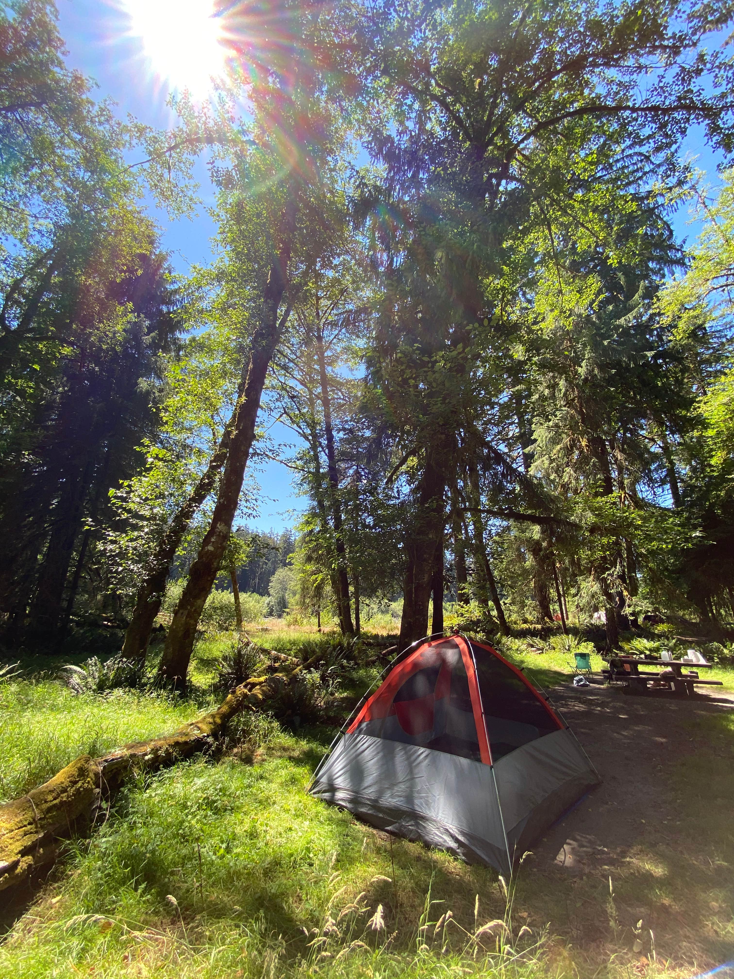 Hoh Rainforest Campground The Dyrt