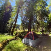 Review photo of Hoh Rain Forest - Olympic National Park by Ann P., August 19, 2020