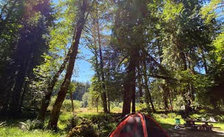 Ann P.'s photo at Hoh Rain Forest - Olympic National Park near Olympic National Park