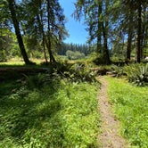 Review photo of Hoh Rain Forest - Olympic National Park by Ann P., August 19, 2020