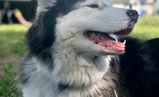 Kasey M.'s photo of camping with pets at Winter Garden near Oviedo, FL