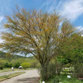 Review photo of Live Oak — Garner State Park by Annell N., August 19, 2020