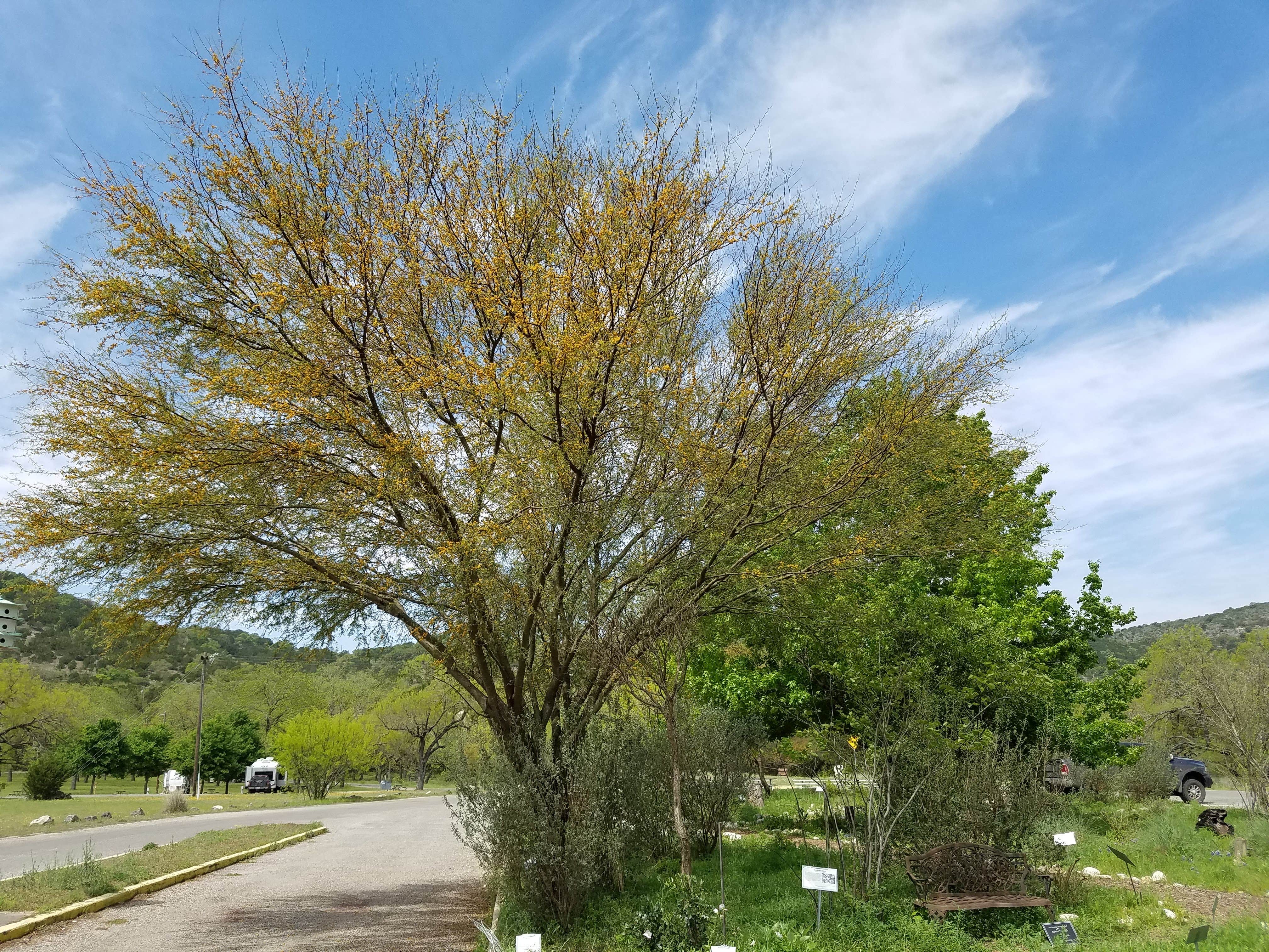 Camper submitted image from Live Oak — Garner State Park - 5