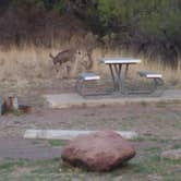 Review photo of Davis Mountains State Park by Annell N., August 20, 2020