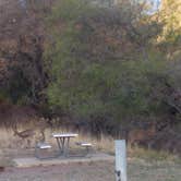 Review photo of Davis Mountains State Park by Annell N., August 20, 2020