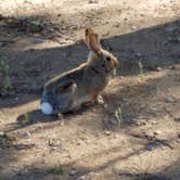 Review photo of Hueco Tanks State Park & Historic Site by Annell N., August 20, 2020