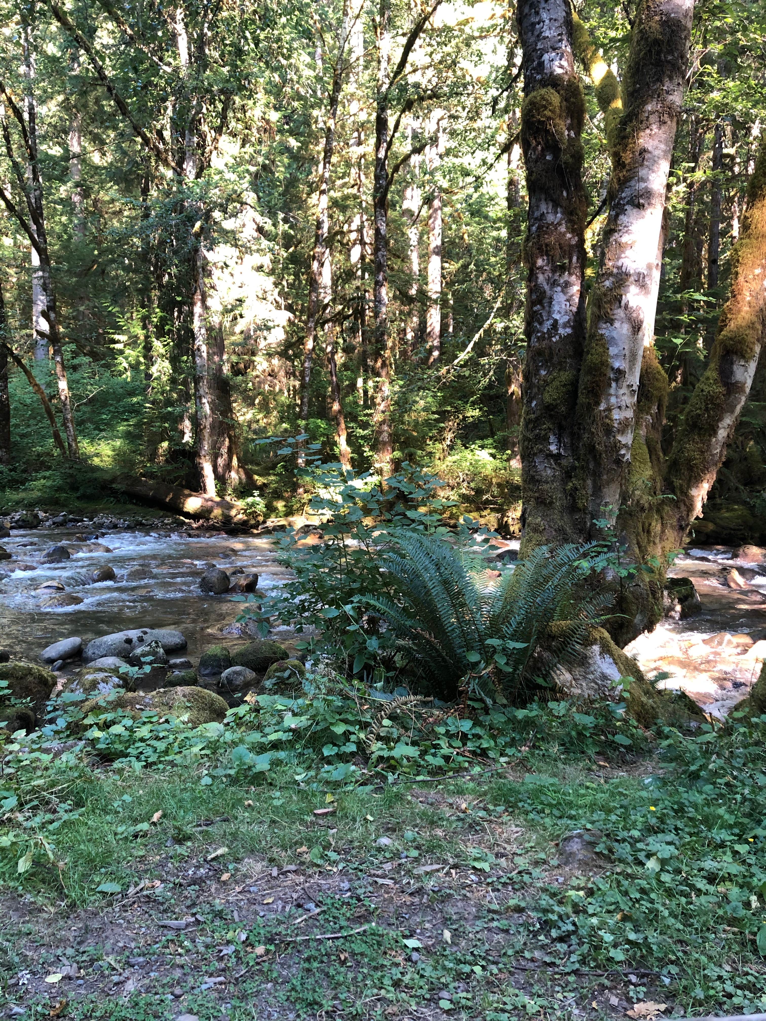 Camper-submitted photo at Buck Creek Campground near Darrington, WA