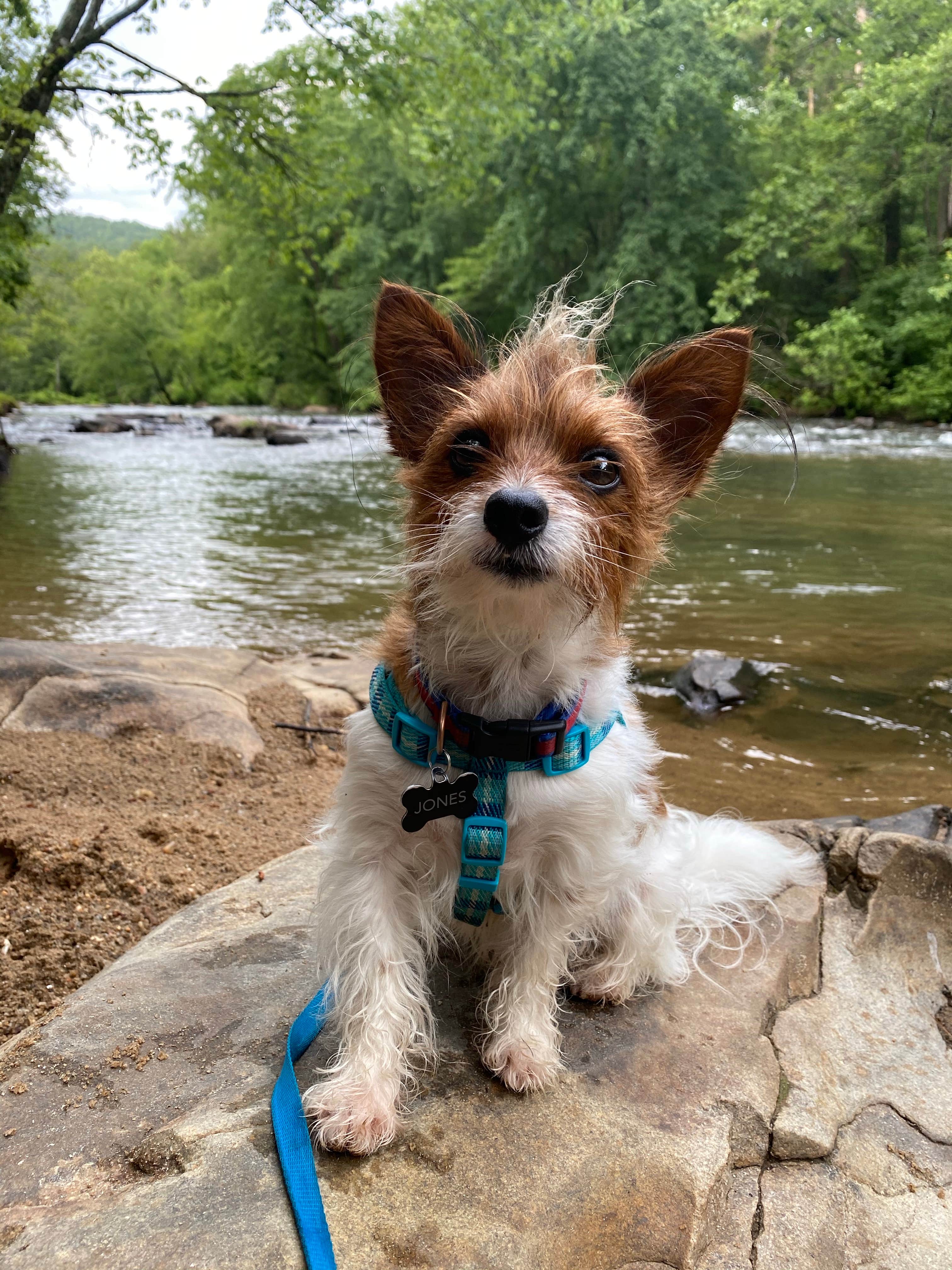 Sarah R.'s photo of camping with pets at River Campground, LLC near Toccoa Falls, GA