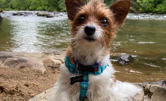 Sarah R.'s photo of camping with pets at River Campground, LLC near Toccoa Falls, GA