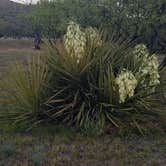 Review photo of Kartchner Caverns State Park Campground by Annell N., August 20, 2020