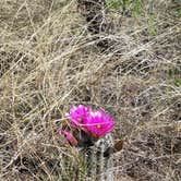 Review photo of Kartchner Caverns State Park Campground by Annell N., August 20, 2020