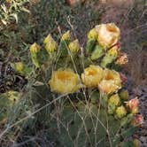 Review photo of Picacho Peak State Park Campground by Annell N., August 20, 2020