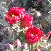 Review photo of Picacho Peak State Park Campground by Annell N., August 20, 2020