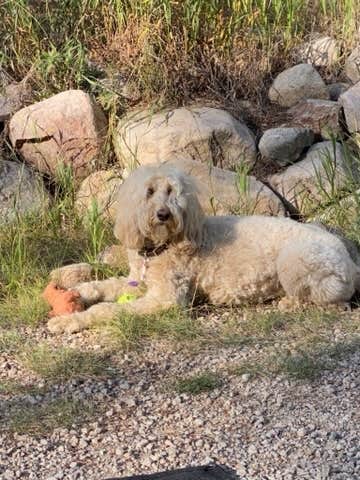 Rebeca H.'s photo of camping with pets at Lottis Creek Campground near Crested Butte, CO