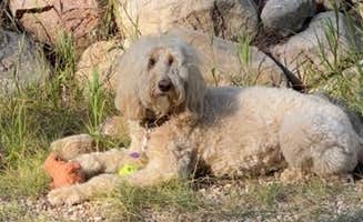 Rebeca H.'s photo of camping with pets at Lottis Creek Campground near Almont, CO