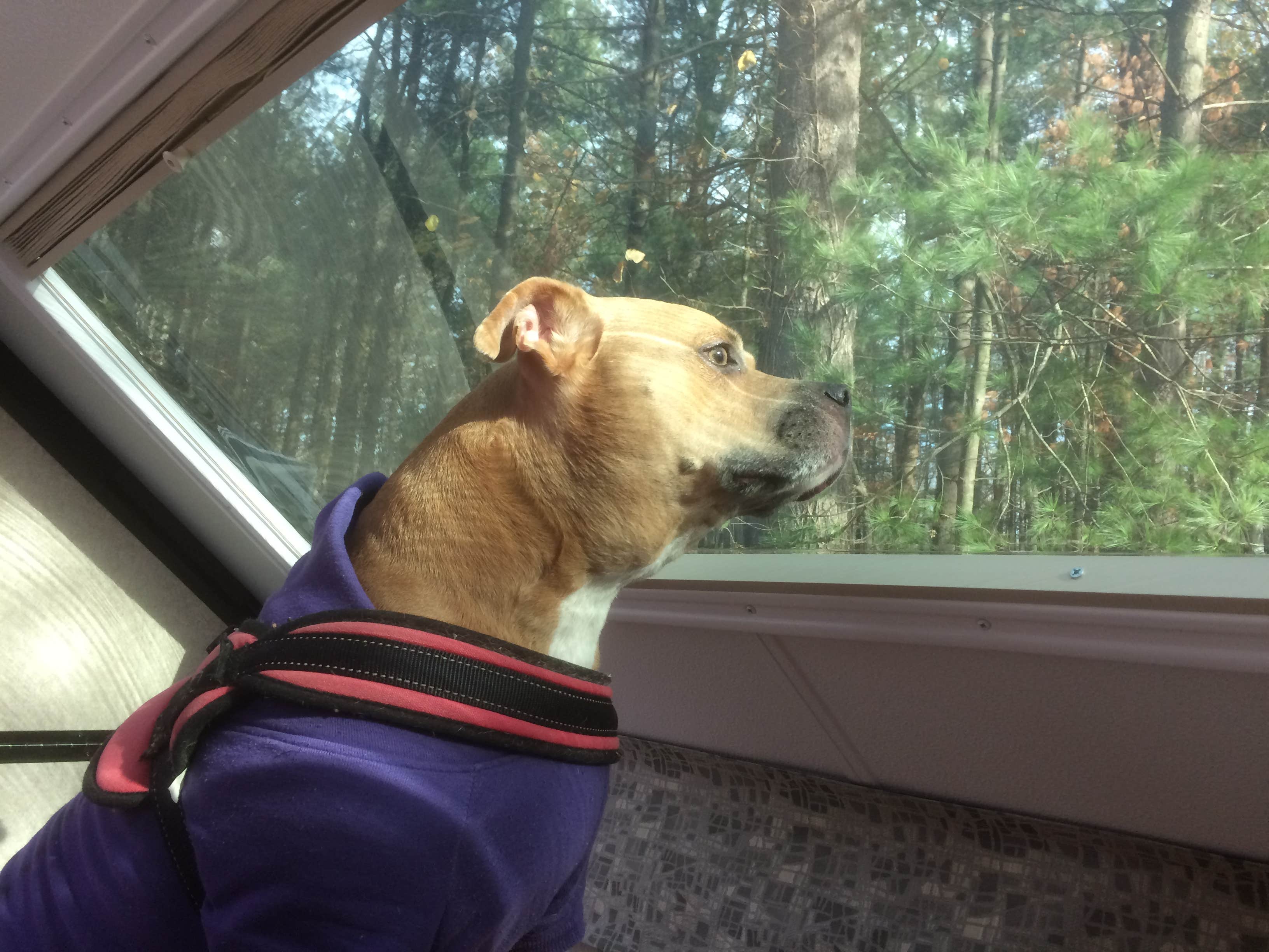 Greg A.'s photo of camping with pets at Findley State Park Campground in Ohio