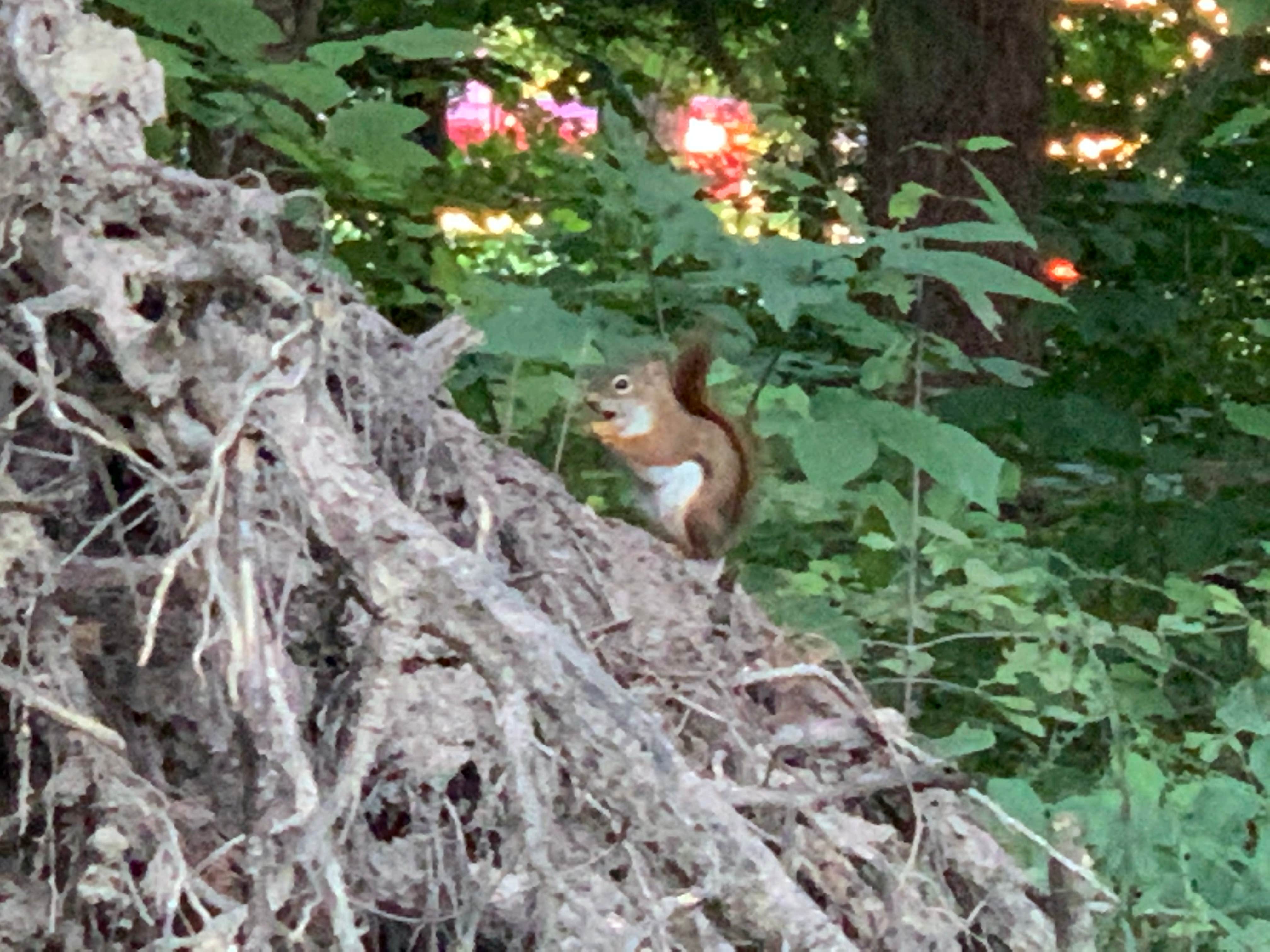 Kimberly C.'s photo of camping with pets at Findley State Park Campground near Cleveland, OH