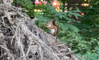 Kimberly C.'s photo of camping with pets at Findley State Park Campground near Castalia, OH
