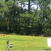 Review photo of Hunting Island State Park Campground by Bill C., August 20, 2020