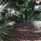 Review photo of Hunting Island State Park Campground by Bill C., August 20, 2020