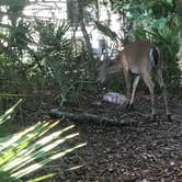 Review photo of Hunting Island State Park Campground by Bill C., August 20, 2020