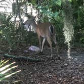 Review photo of Hunting Island State Park Campground by Bill C., August 20, 2020
