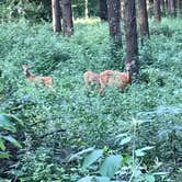 Review photo of Ottawa Lake Campground — Kettle Moraine State Forest-Southern Unit by GA J., May 4, 2018