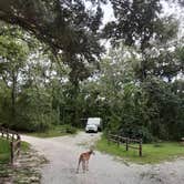 Review photo of Cypress Glen Campground by Steve N., August 21, 2020