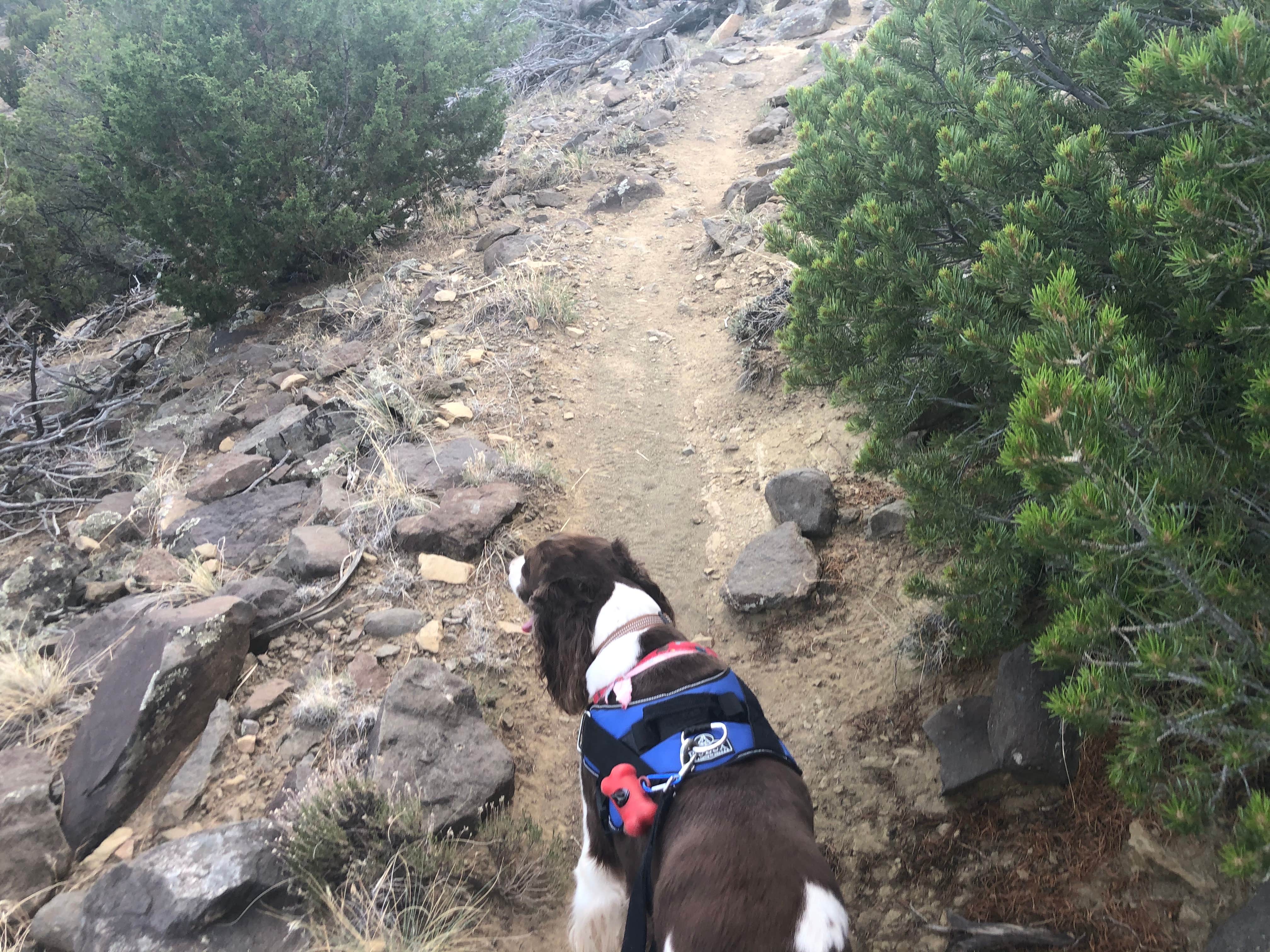 Kevin's photo of camping with pets at Piñon Campground — Lathrop State Park near Colorado City, CO