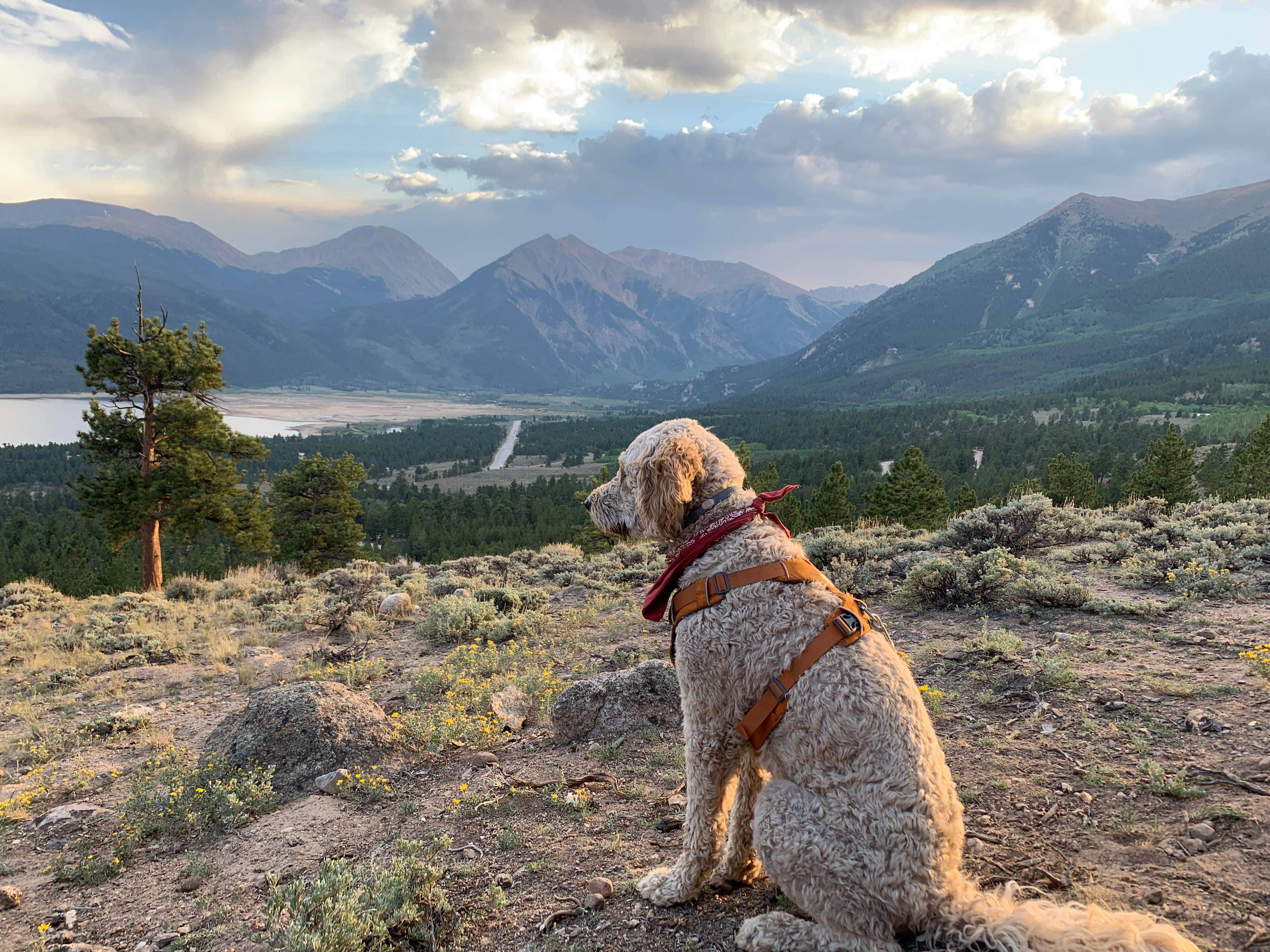 Riley F.'s photo of camping with pets at Twin Peaks Dispersed Campground- Colorado near Leadville, CO