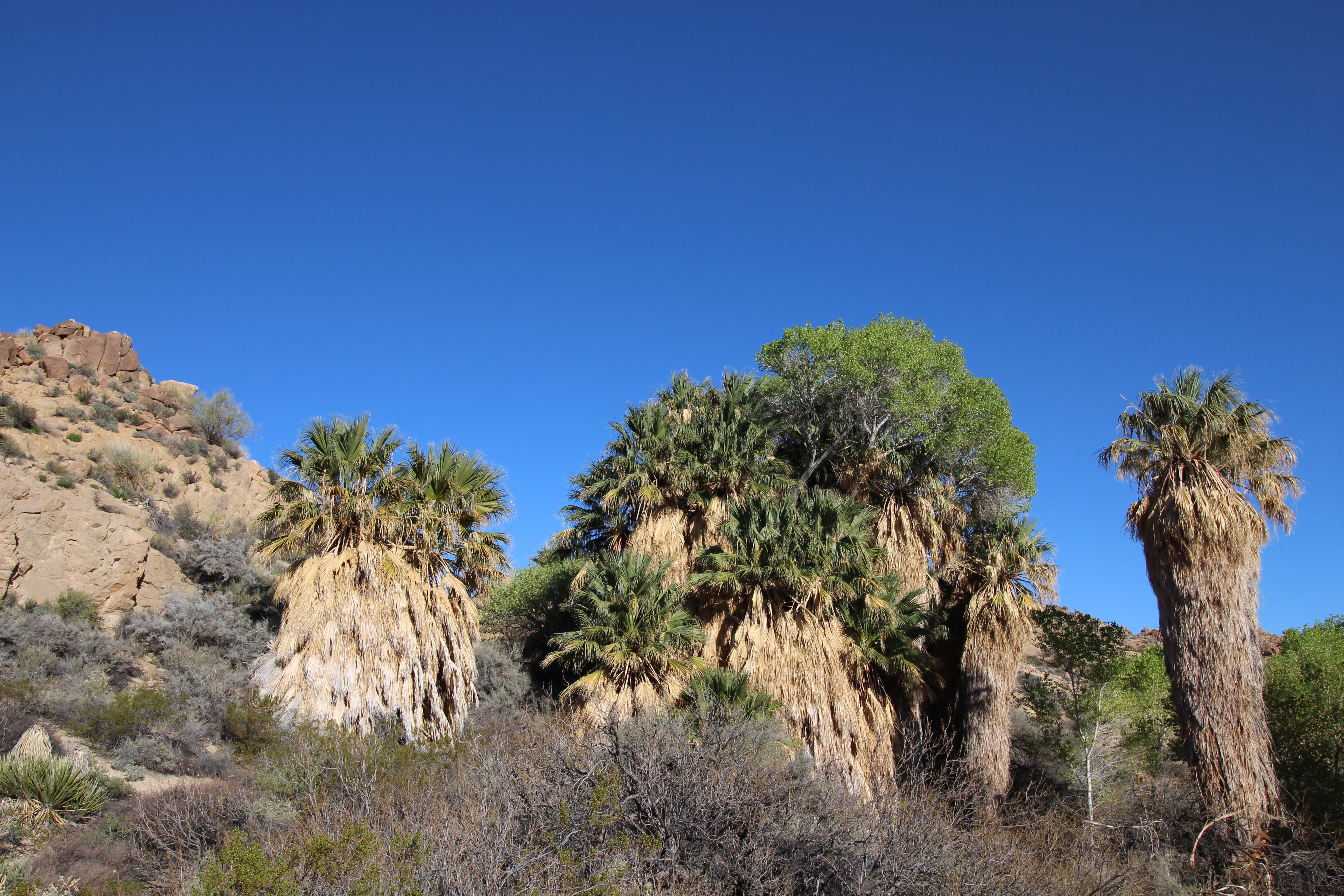 Camper submitted image from Cottonwood Campground — Joshua Tree National Park - 2