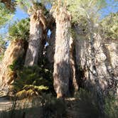 Review photo of Cottonwood Campground — Joshua Tree National Park by Elliott B., July 5, 2016