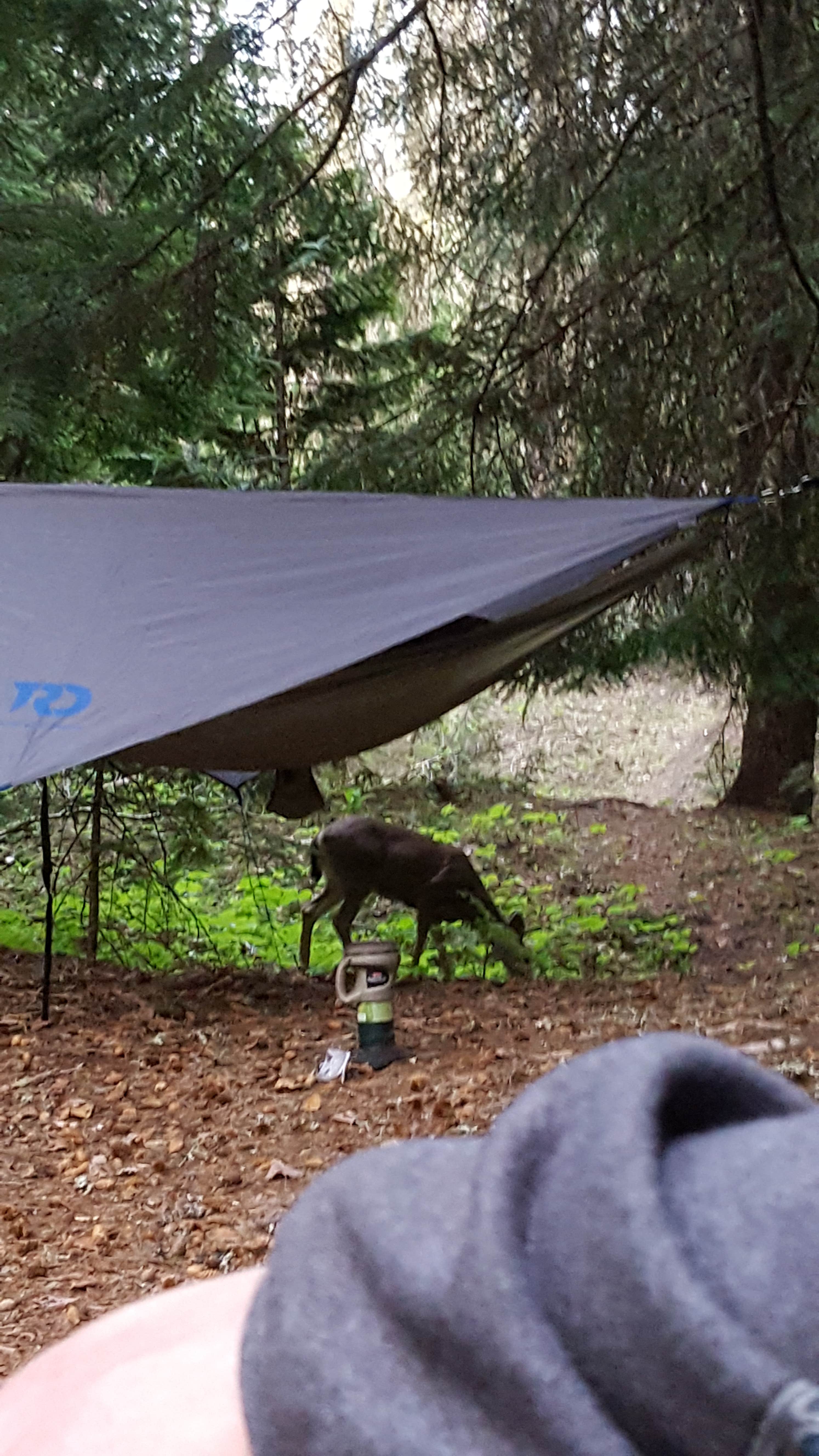 Camper-submitted photo at Barlow Crossing near Government Camp, OR