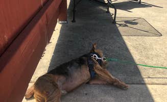 Andrea P.'s photo of camping with pets at Hi-Way Haven RV Park near Dorena, OR