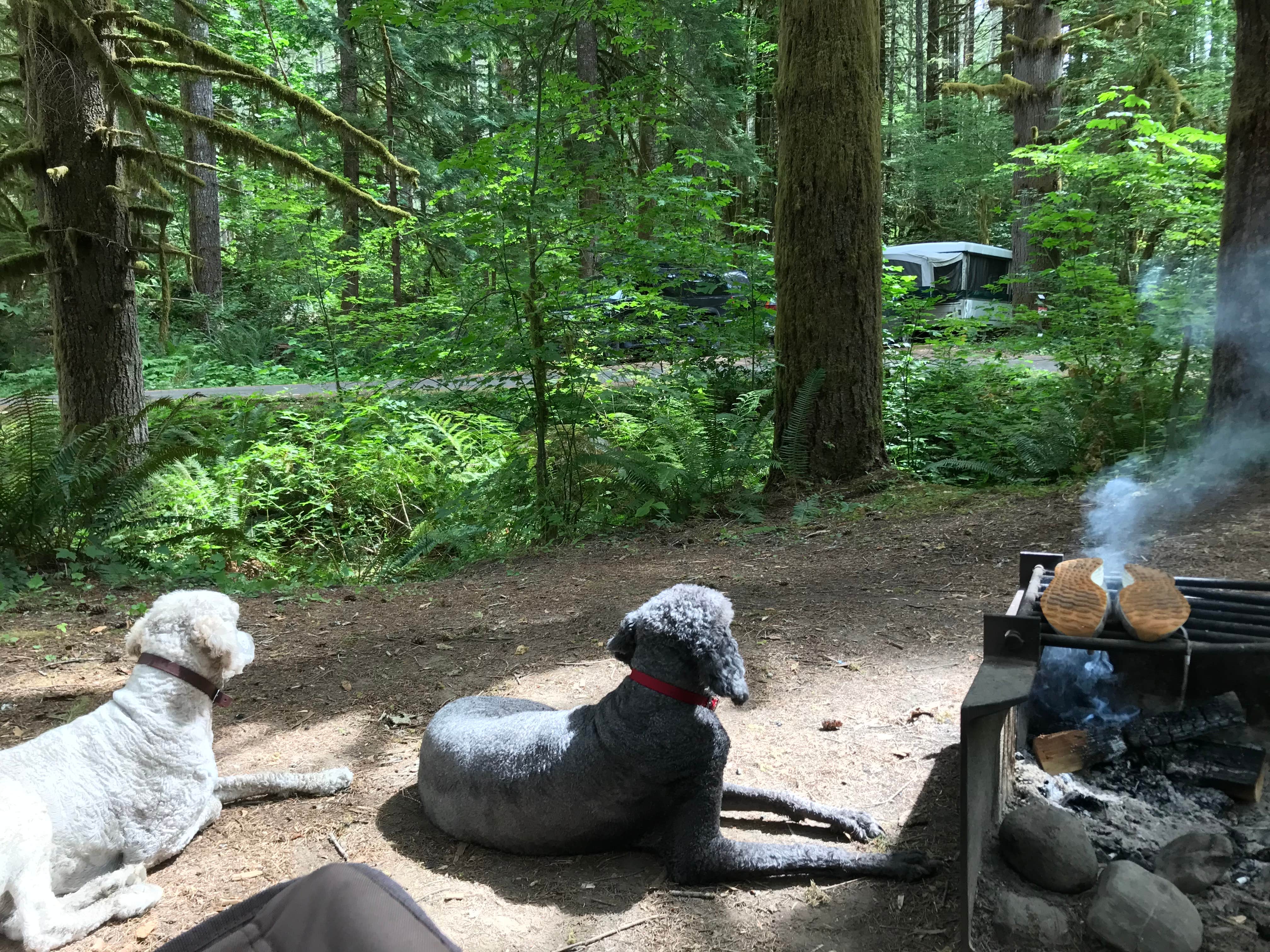 Bethany G.'s photo of camping with pets at Beckler River Campground near North Bend, WA