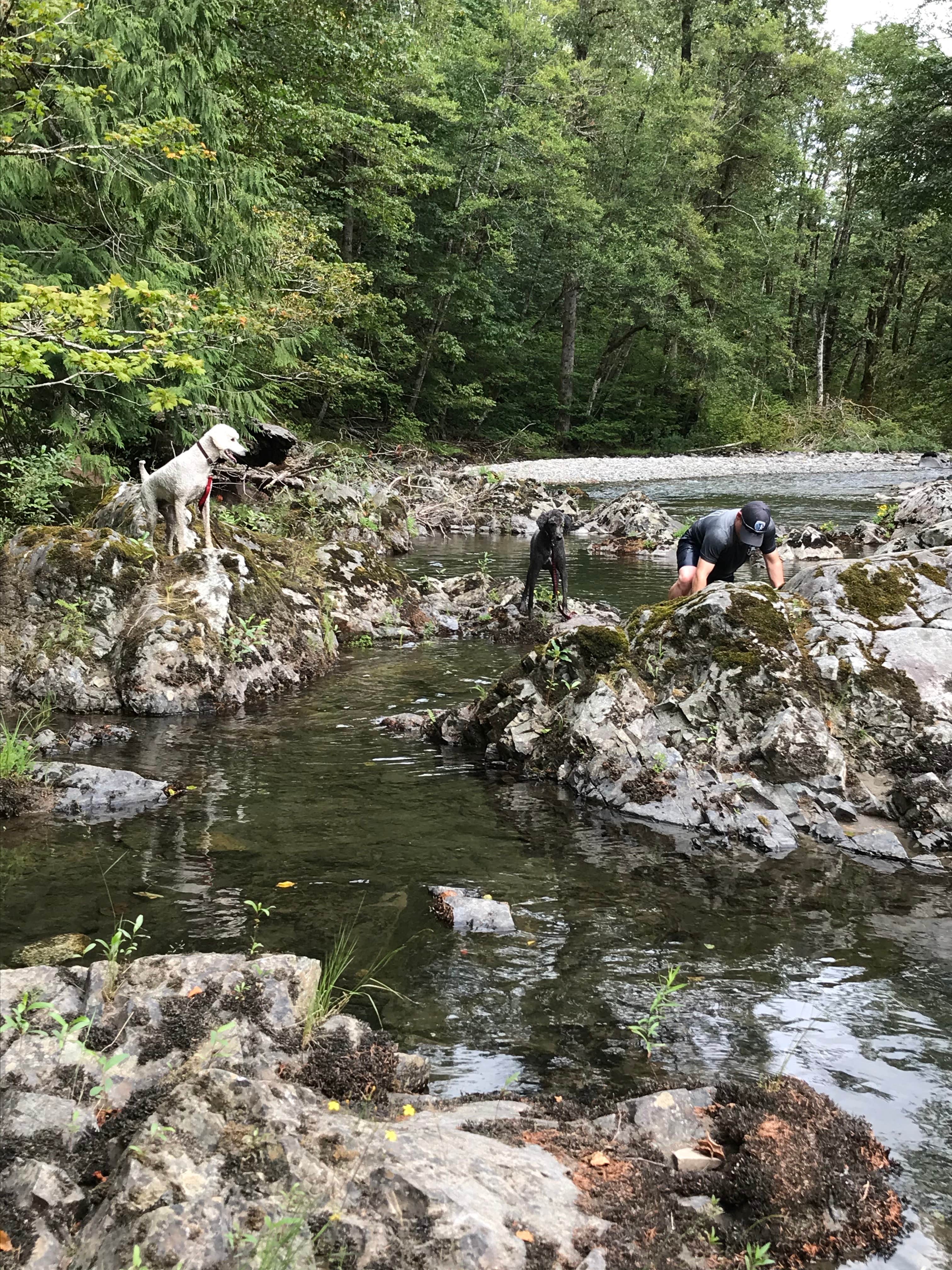 Bethany G.'s photo of camping with pets at Beckler River Campground near Snoqualmie, WA