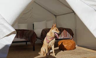 SoCal O.'s photo of camping with pets at SoCal Out Campground near Posey, CA