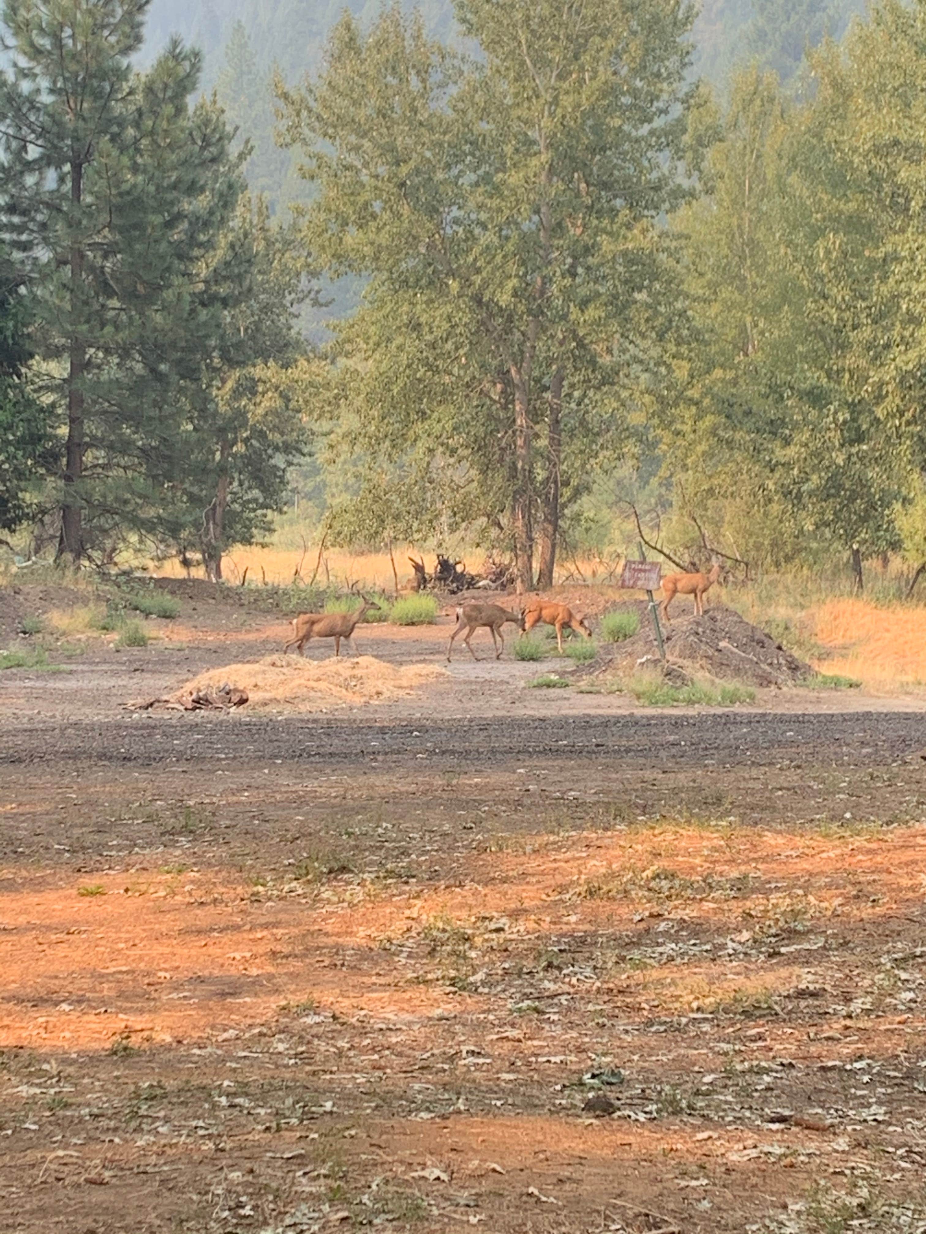 Camper-submitted photo at Taylorsville County Park near Crescent Mills, CA