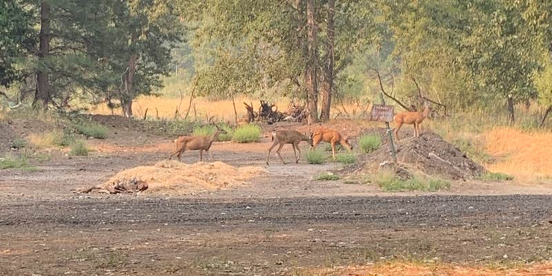 Camper submitted image from Taylorsville County Park