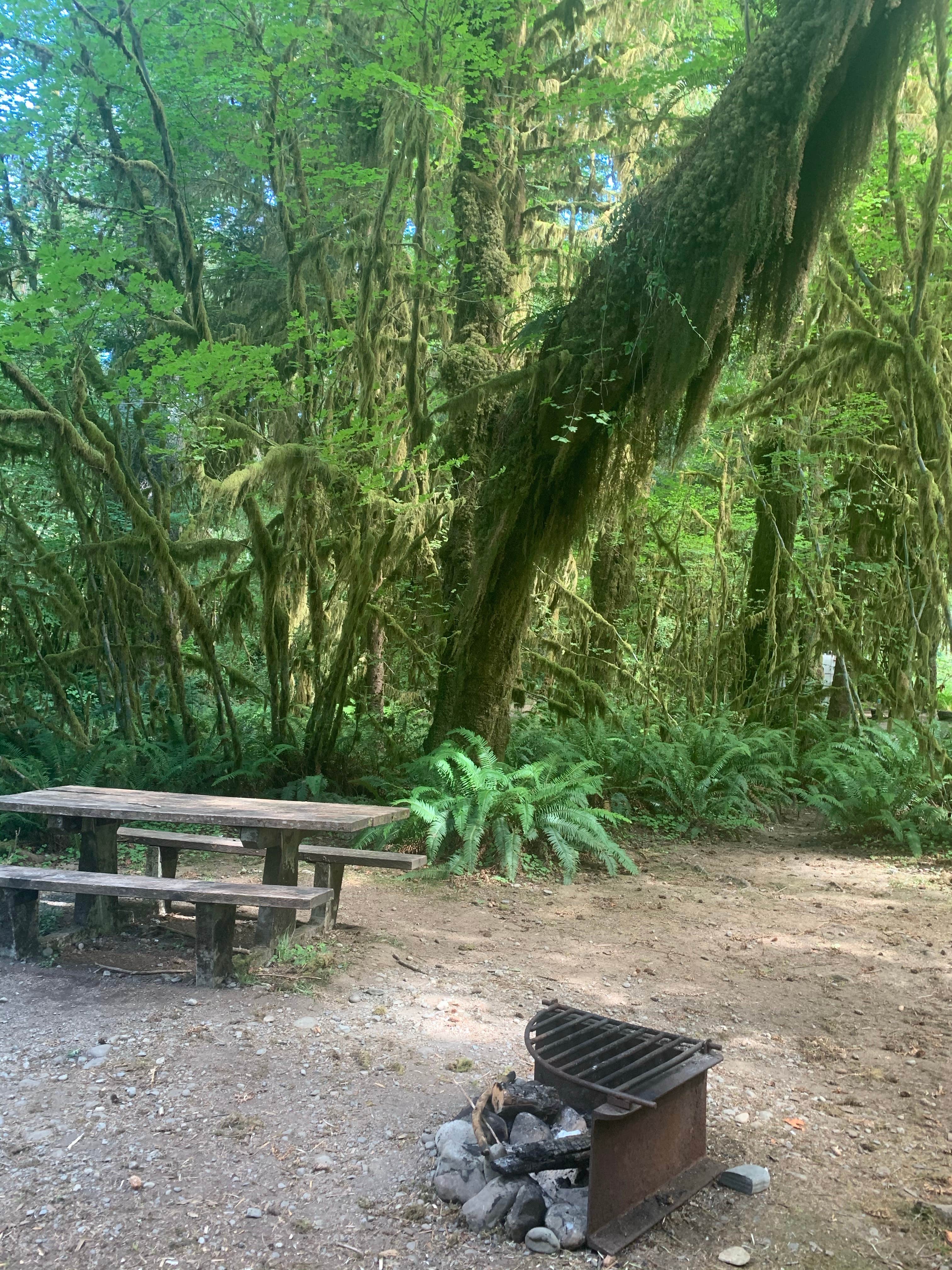 Camper-submitted photo at Upper Clearwater near Taholah, WA