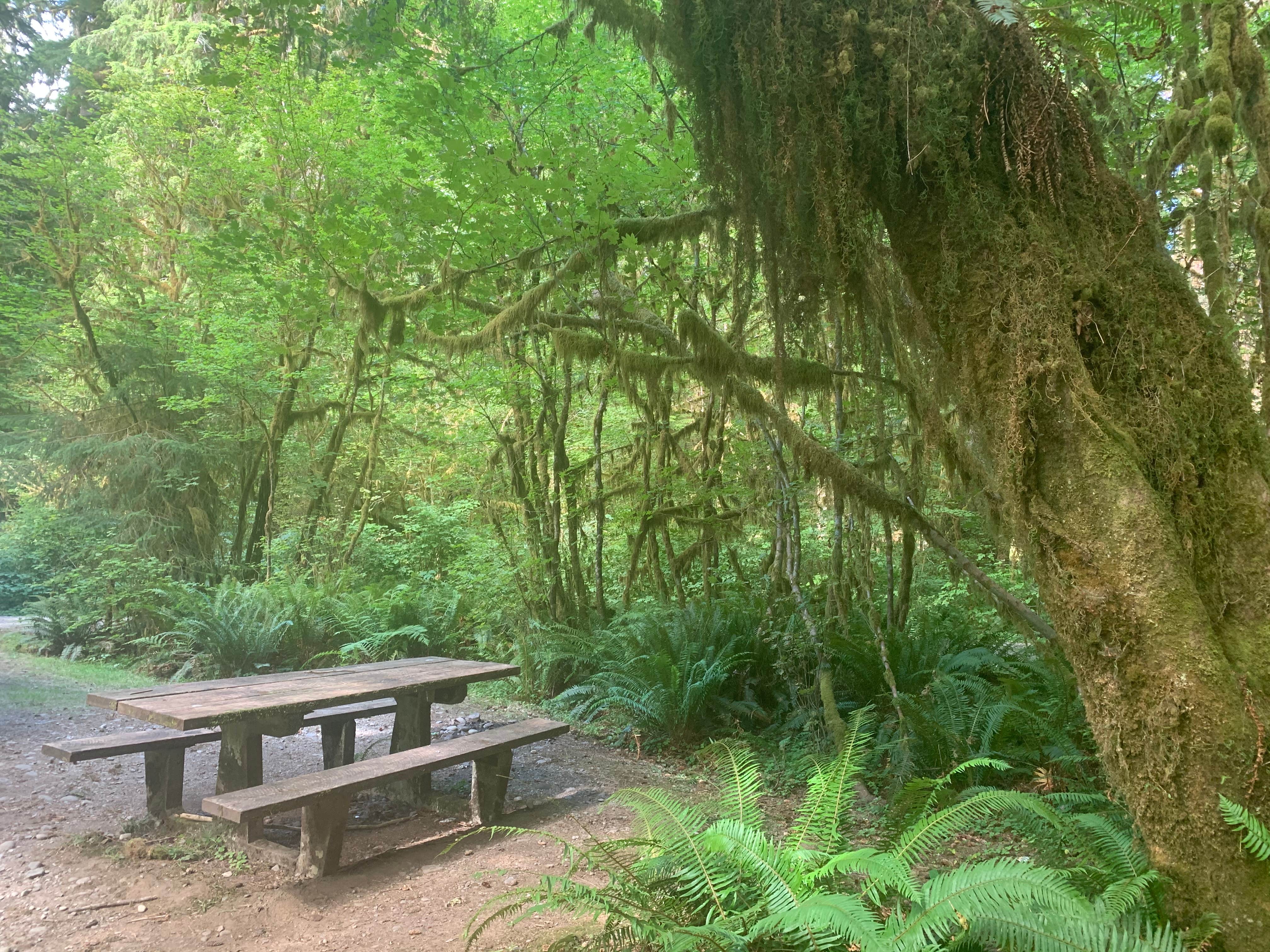 Camper-submitted photo at Upper Clearwater near Taholah, WA
