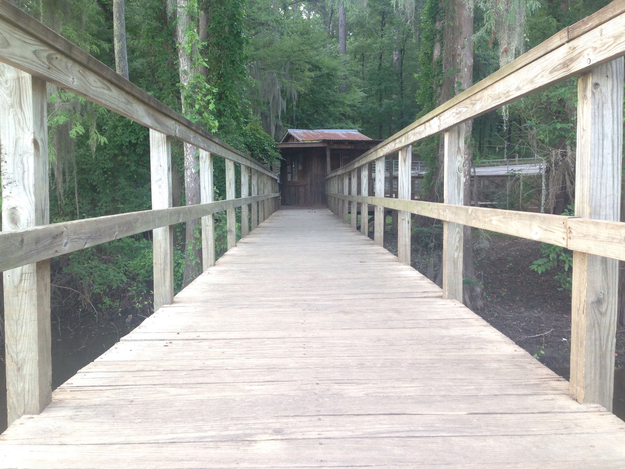 Camper submitted image from Caddo Lake State Park Campground - 5