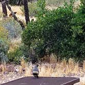 Review photo of Lost Dutchman State Park Campground by Annell N., August 21, 2020