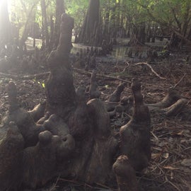Cypress trees grow from the roots up. Some people find them beautiful, other people find them creepy.