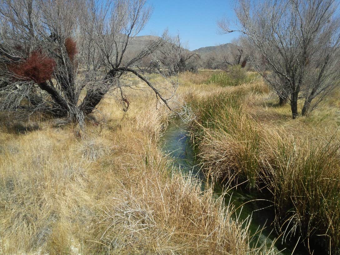 Camper submitted image from Shoshone - Tecopa - Dispersed - 2