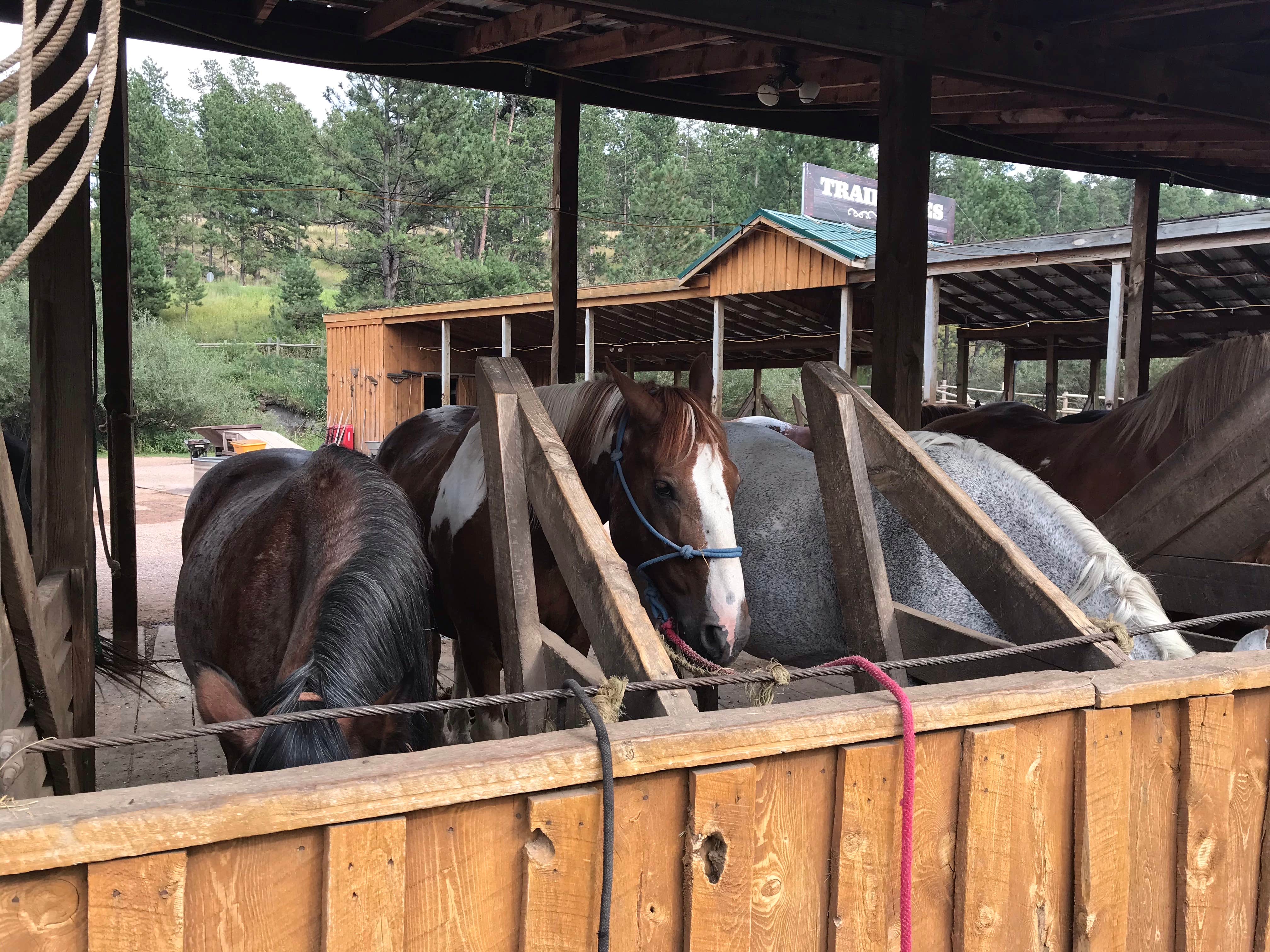 Kelly B.'s photo of camping with a horse at Mount Rushmore KOA at Palmer Gulch in South Dakota
