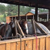 Review photo of Mount Rushmore KOA at Palmer Gulch by Kelly B., August 21, 2020